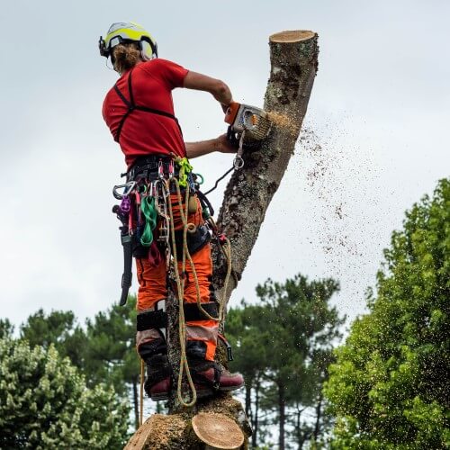 Man Cutting Down Tree