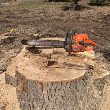 Chainsaw Tree Stump
