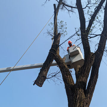 Tree Cutting